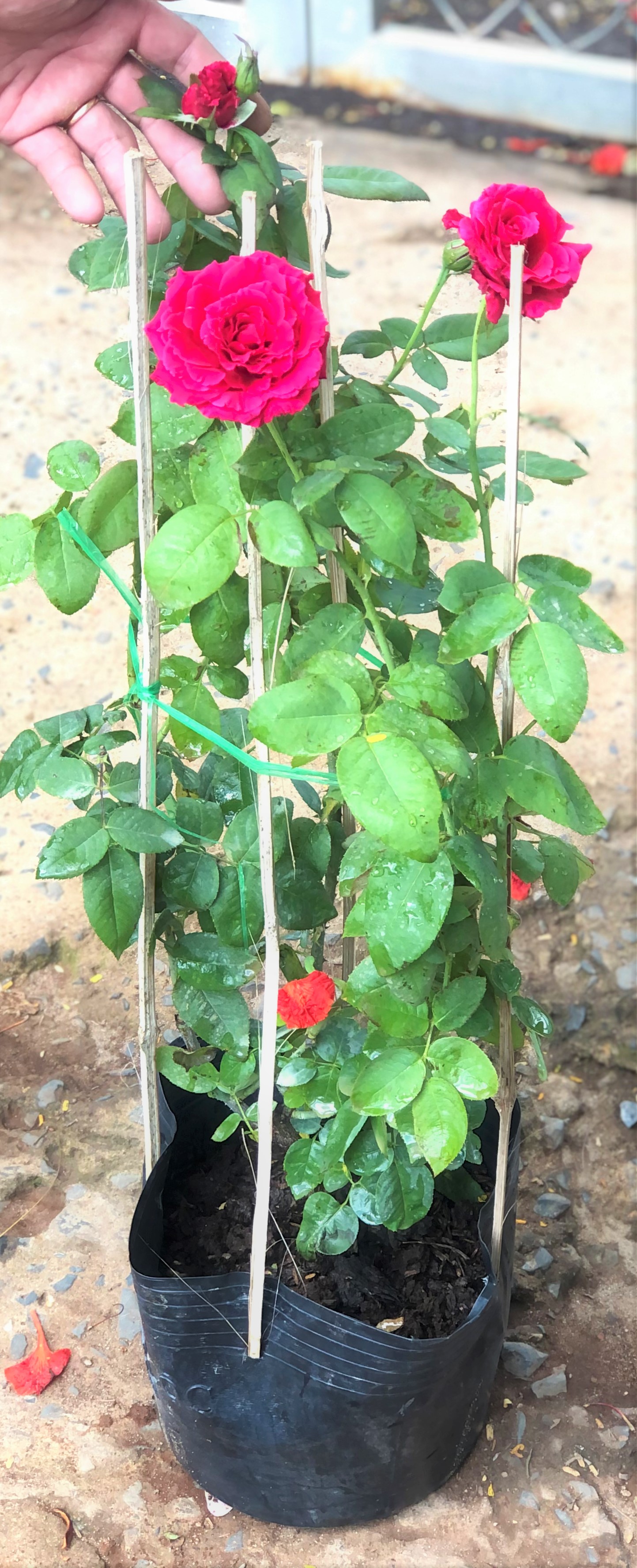 Cây hoa hồng Nhung chậu cao 50 - 70 cm
