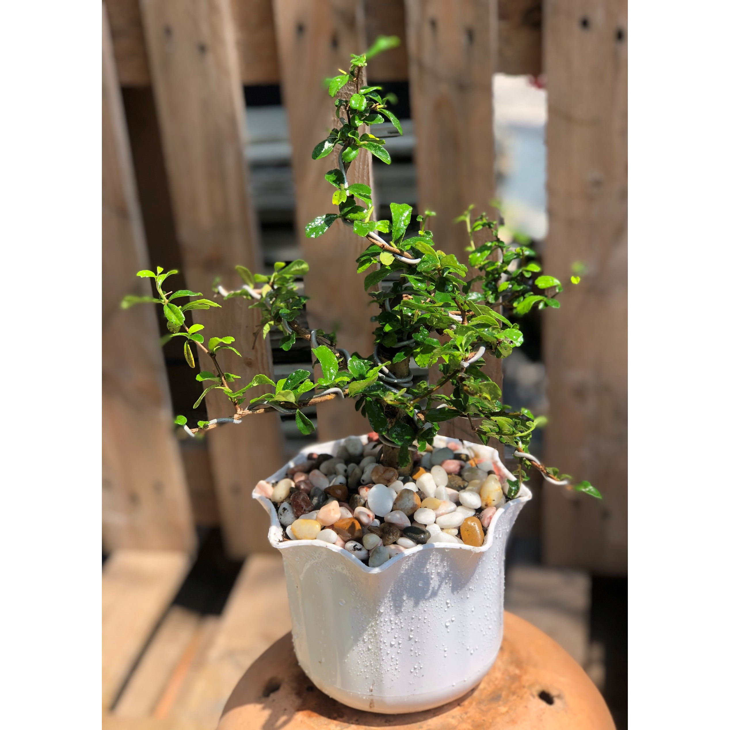 Chậu cây Kiến Tường bonsai