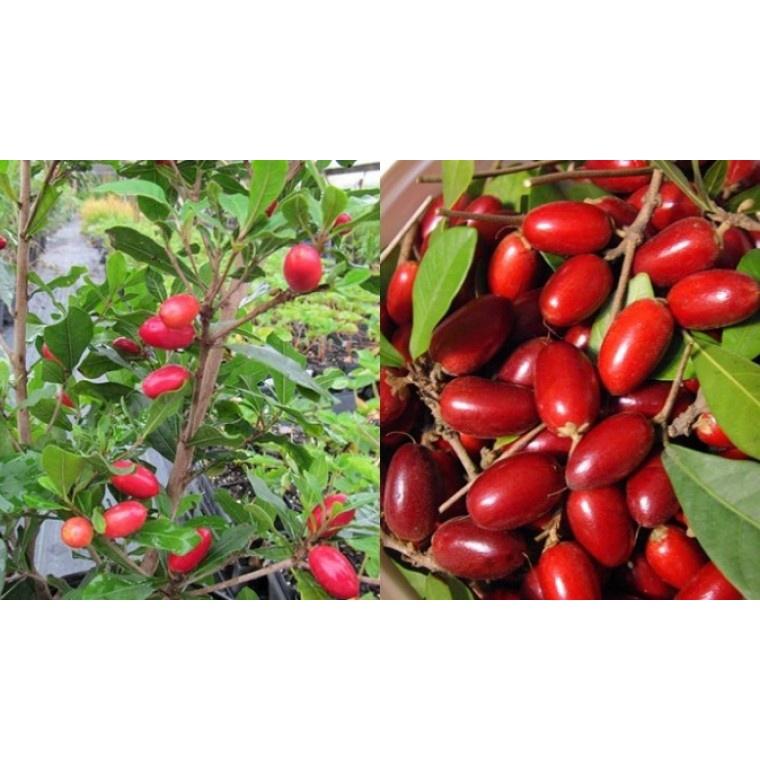 CÂY GIỐNG CÂY THẦN KỲ