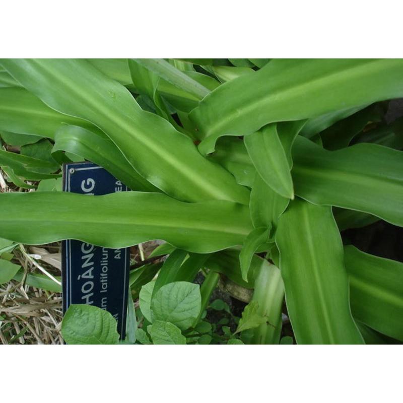 1kg lá khô cây trinh nữ hoàng cung sạch,hàng làm thủ công từ cây vườn nhà trồng