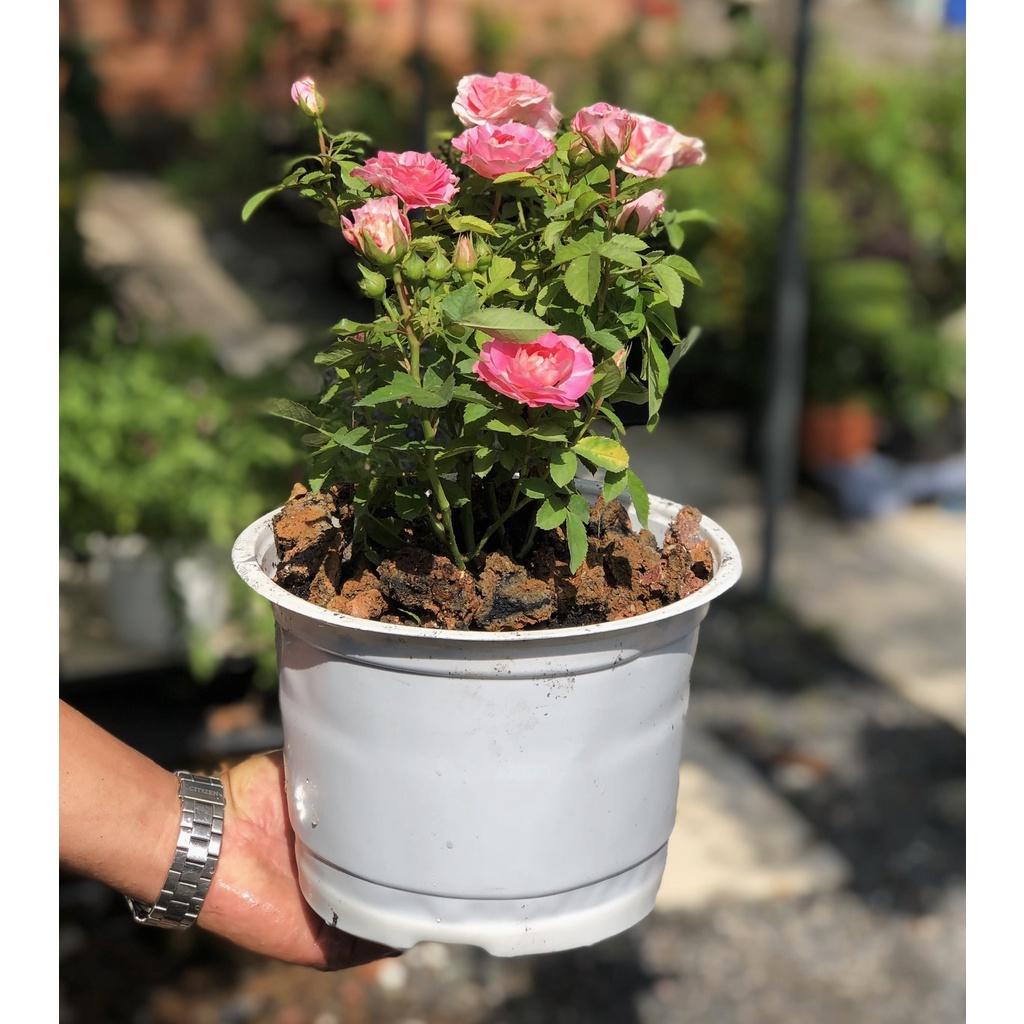 Chậu hoa hồng Tera hoa màu hồng