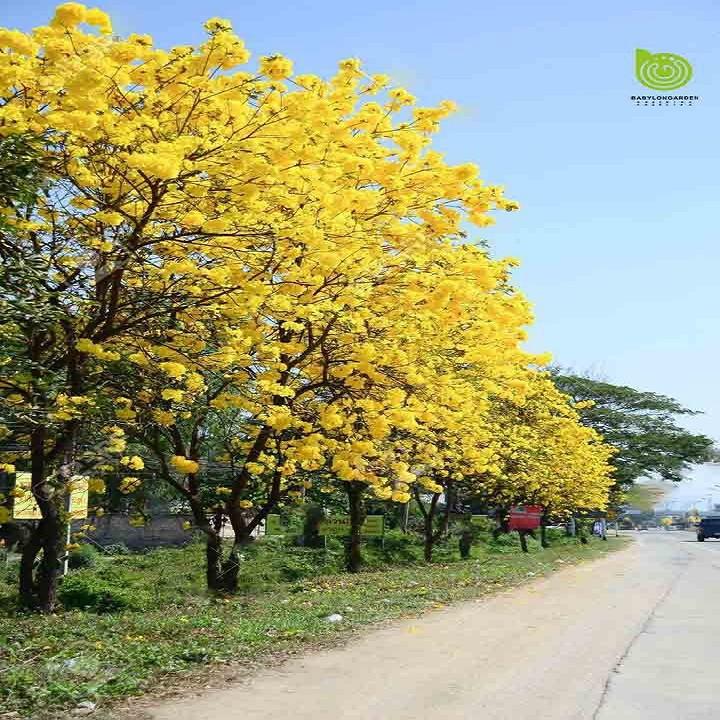 BẦU CÂY PHONG LINH VÀNG GIỐNG