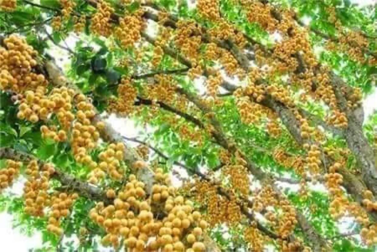 CÂY GIỐNG BÒN BON THÁI