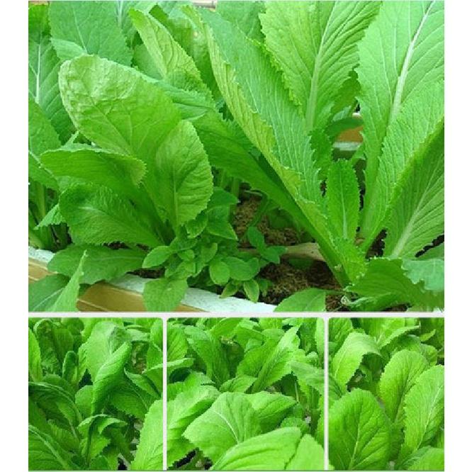 Hạt giống rau Cải bẹ xanh mỡ -gói 100 gram/tặng kèm gói phân bón lót