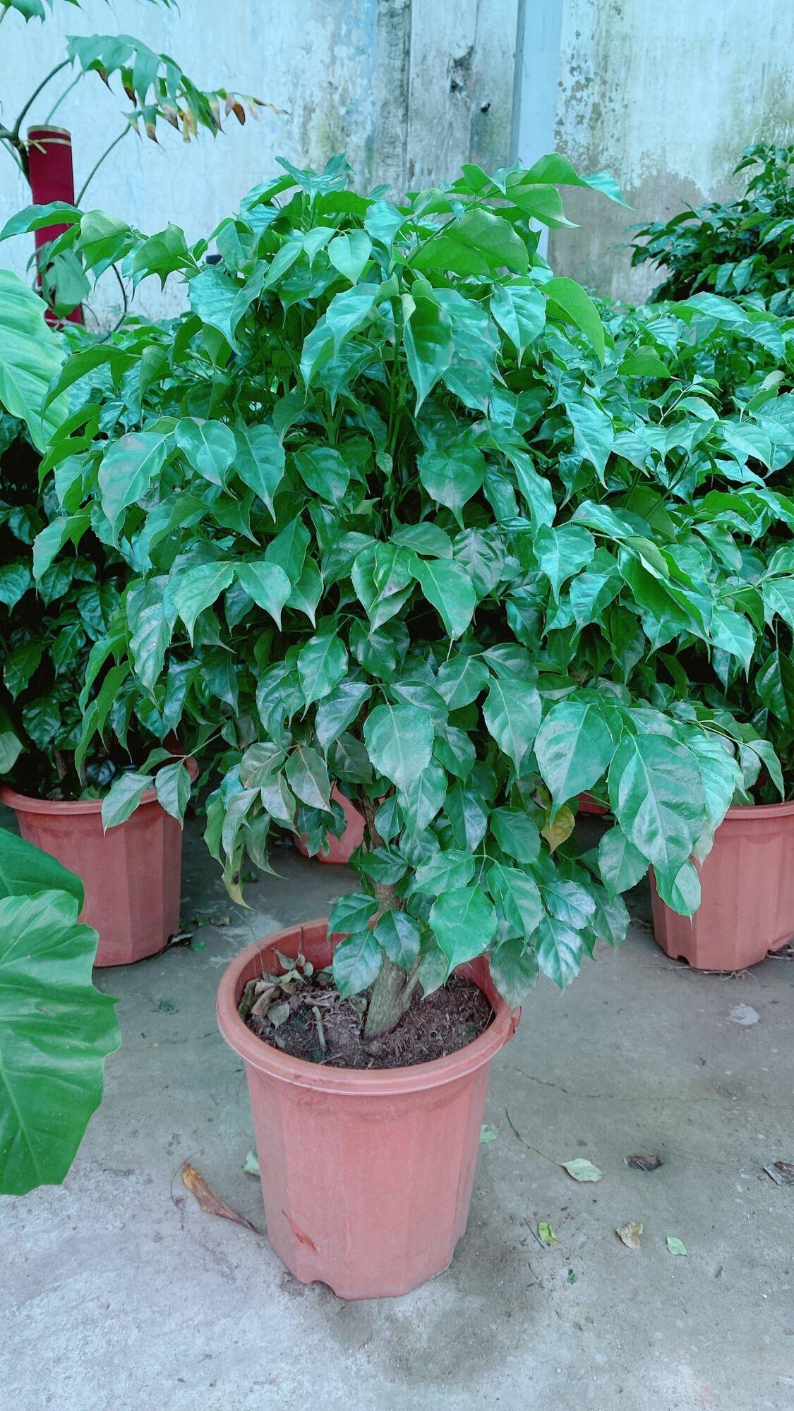 Cây Hạnh Phúc Lớn