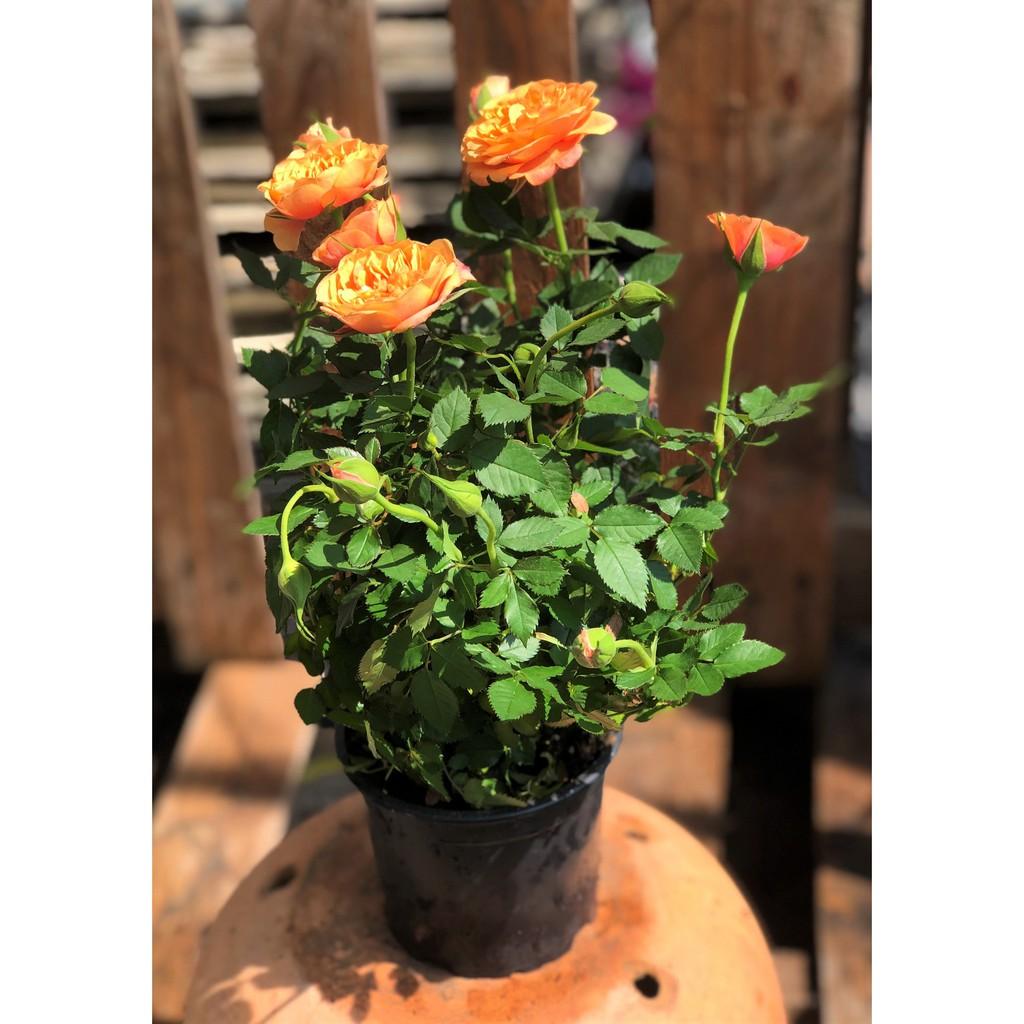 Chậu Hồng siêu nụ màu cam cá hồi