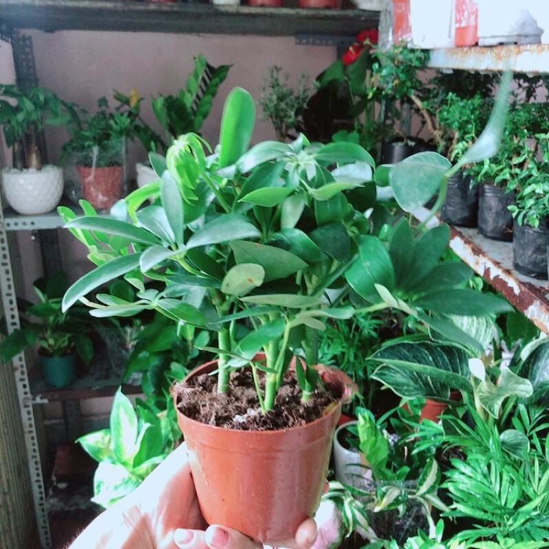 Ngũ Gia Bì Để Bàn