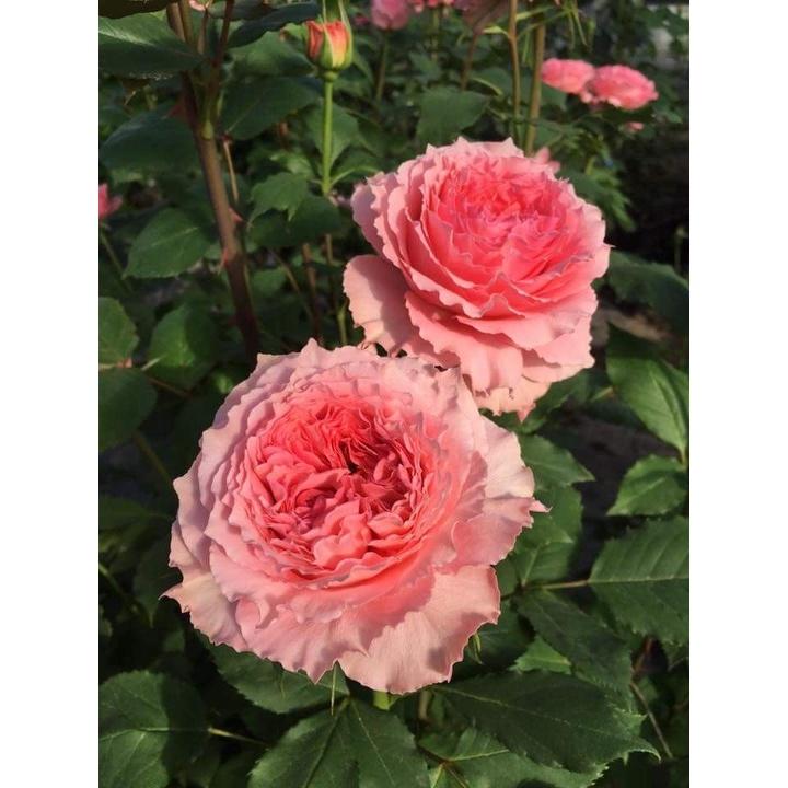 Hoa hồng ngoại Corora Rose xinh xắn