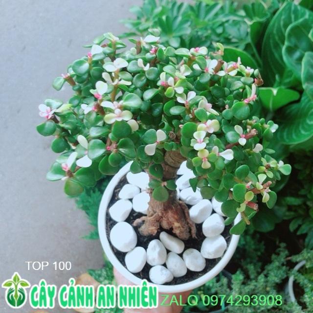 Chậu Cây Đô La Thân Cổ Thụ