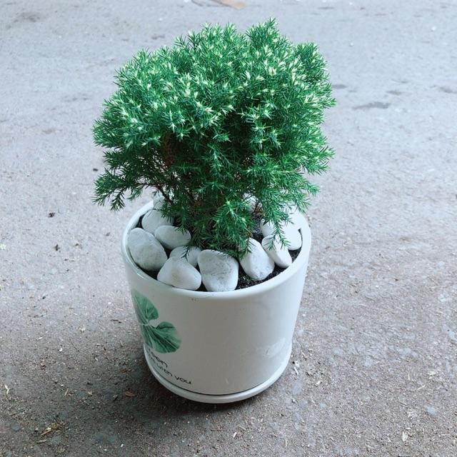 Chậu Cây Tùng Bồng Lai