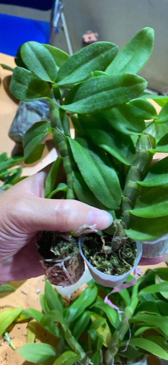 Hoa phong lan phi điệp lá mít gieo hạt cây đẹp chuẩn giống