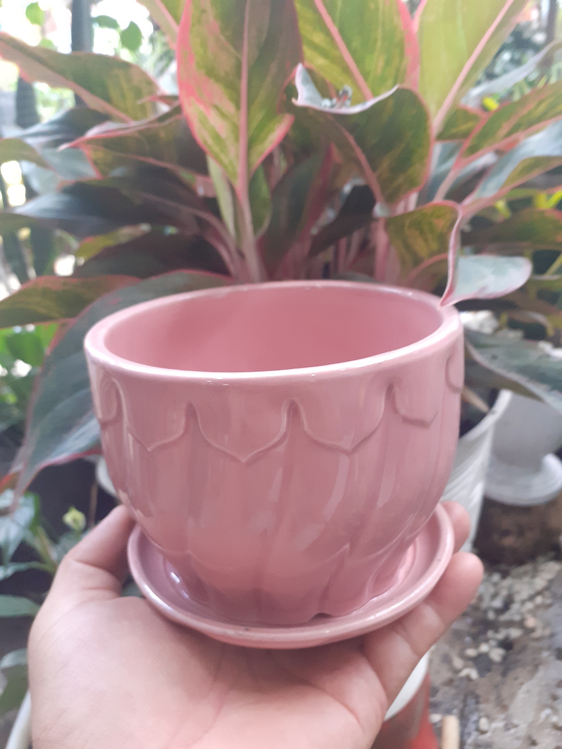 Chậu đài sen kèm dĩa xinh xắn