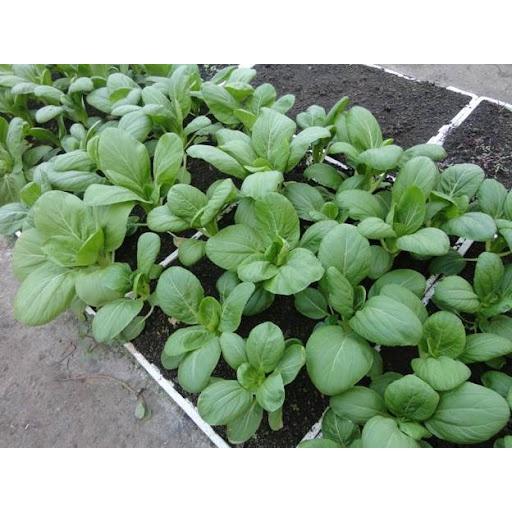 Hạt giống rau cải thìa trắng cao sản - gói 10g - giống tuyển chọn dễ trồng năng suất cao