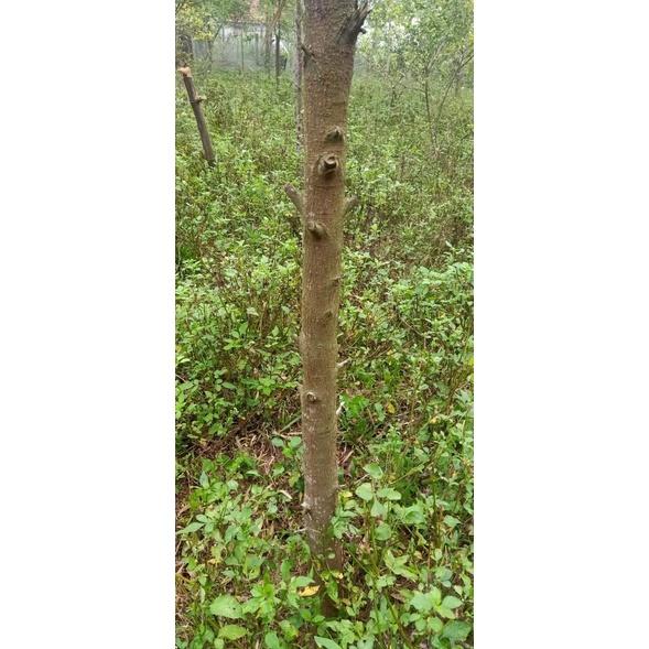 Cây giống đàn hương trắng ấn độ