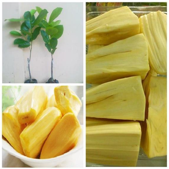 Cây giống MÍT KHÔNG HẠT siêu quả - cây giống chuẩn F1