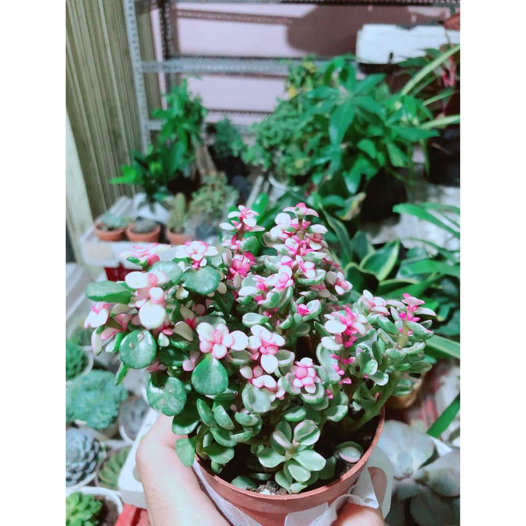 Đô la kiểng kèn chậu sứ Bán Chạy
