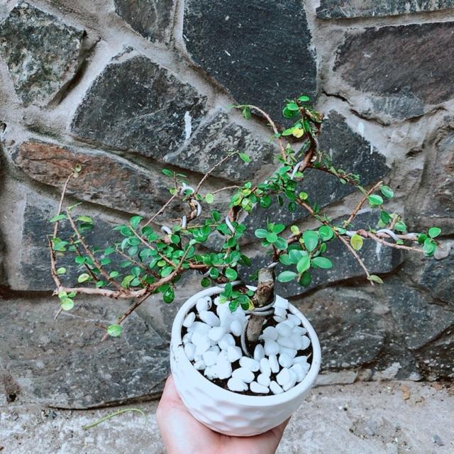 Chậu Cây Linh Sam Núi