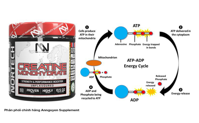 Creatine Monohydrate 100 Liều Dùng Thương Hiệu Nortech Nutrition