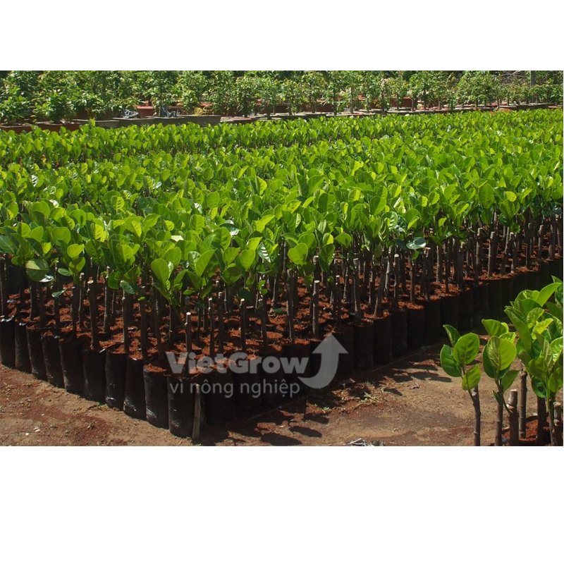 100 Cái - Chậu CSR 30x21cm nhựa PE dẻo trồng cây giống bền trên 10 năm-77127