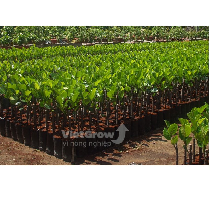 10 Cái - Chậu CSR 30x21cm nhựa PE dẻo trồng cây giống bền trên 10 năm-77124