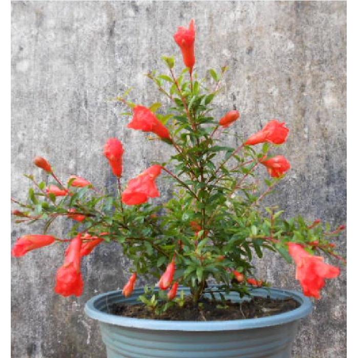 Hạt Giống Cây Lựu Lùn Bonsai KNS3495 - Gói 5 hạt