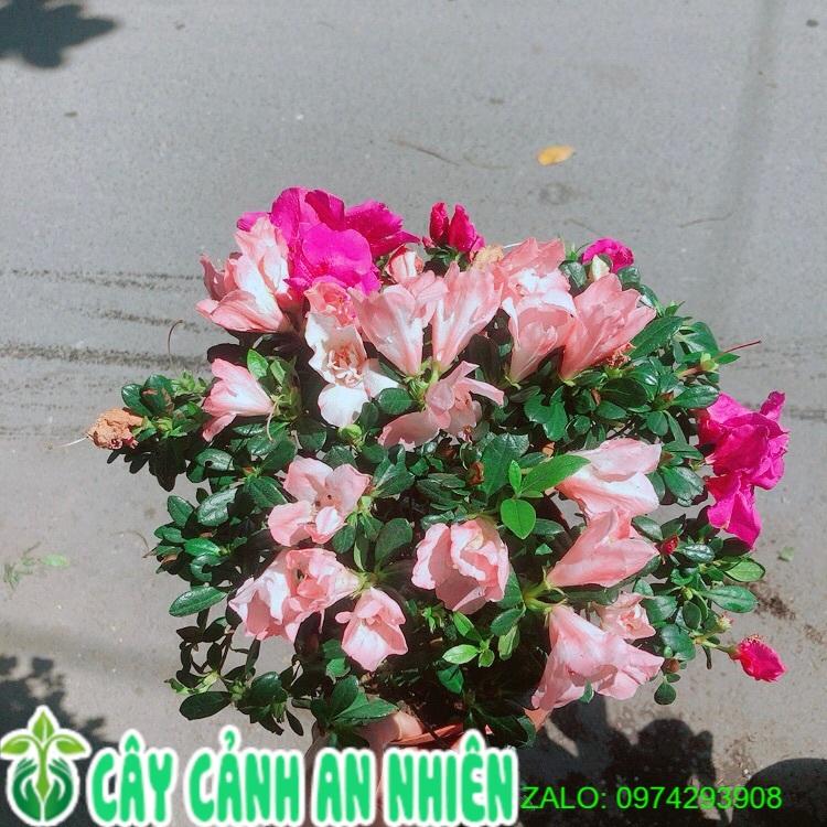 Chậu Hoa Đỗ Quyên 2 Màu