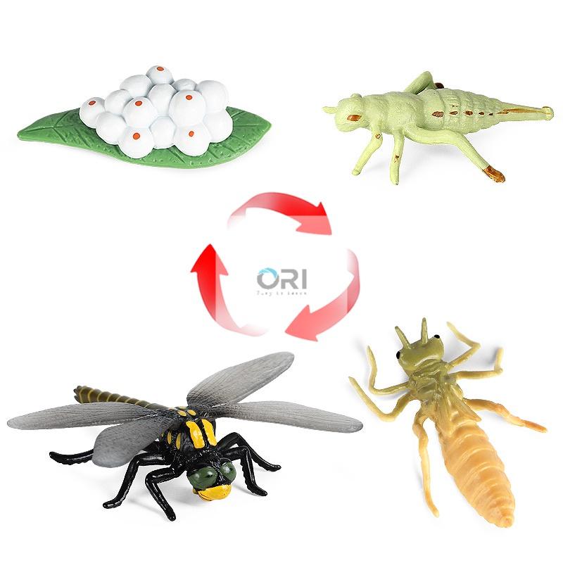 Mô hình vòng đời của Chuồn Chuồn - Học liệu Montessori - Dragonfly life cycle