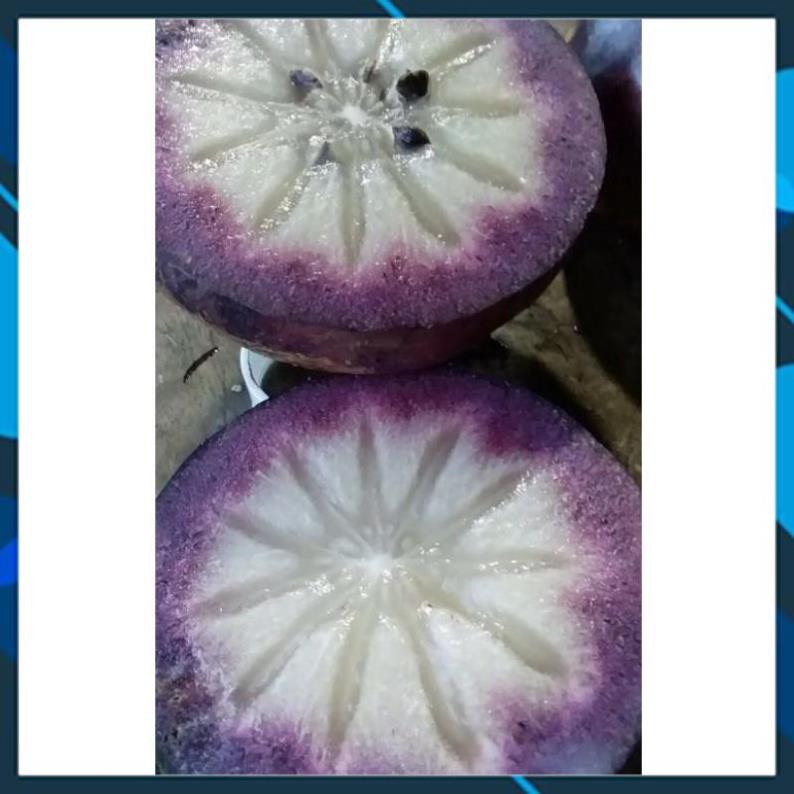 CÂY GIỐNG VÚ SỮA MICA