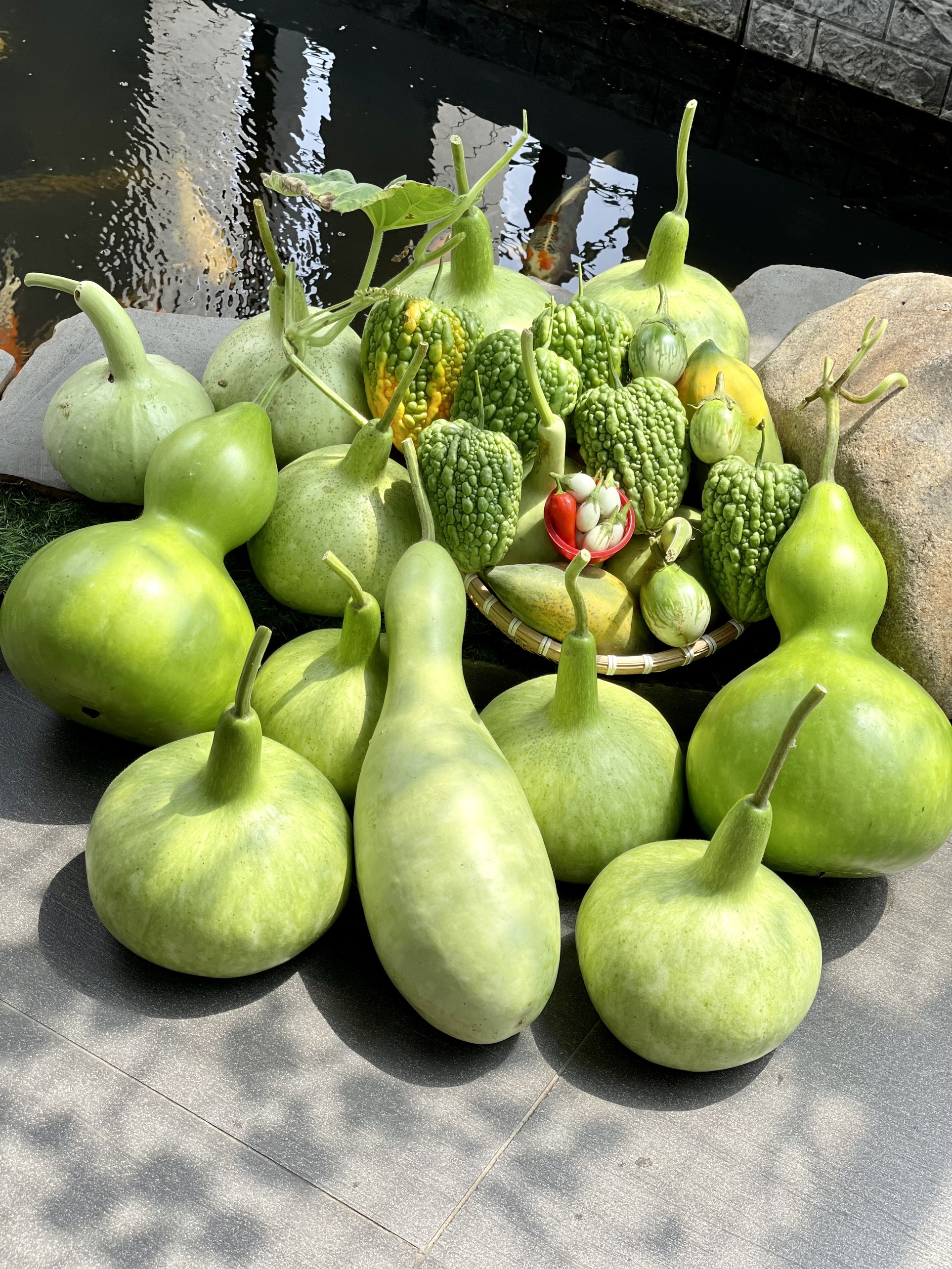 Phân trùn quế Sfarm 5kg