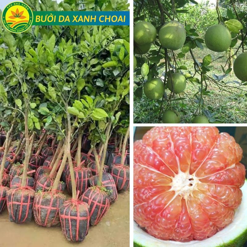 Bưởi Da Xanh Choai cây vài tháng ăn quả chất lượng tốt năng suất cao