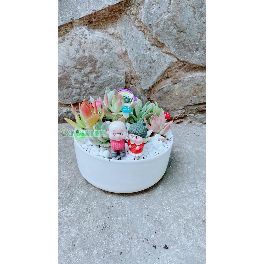 Chậu Cây Tiểu Cảnh mix đẹp