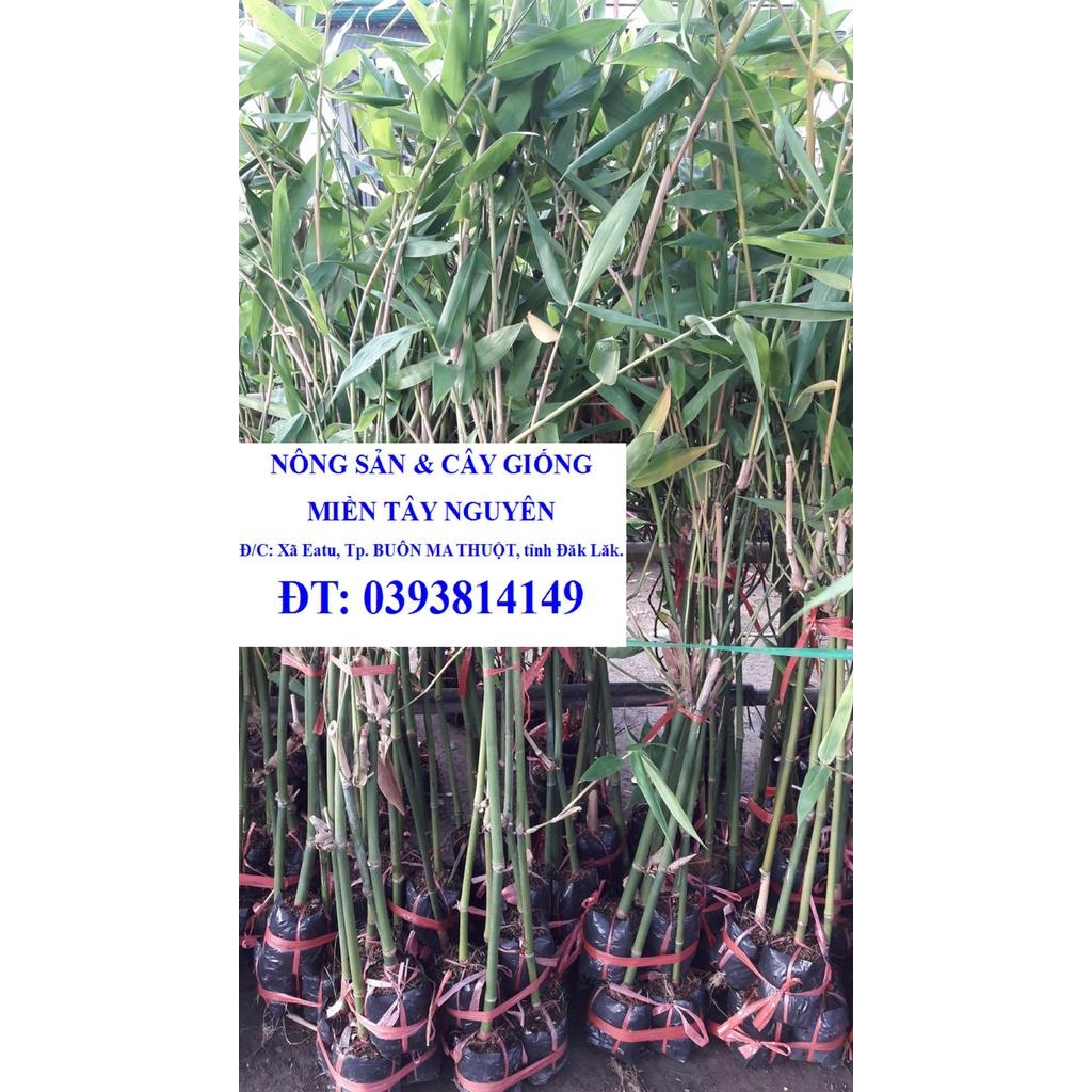 CÂY GIỐNG TRE ĐIỀN TRÚC TRỒNG LẤY MĂNG - RẺ HƠN HOÀN TIỀN
