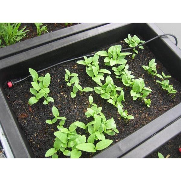 Hạt Giống Rau Mồng Tơi Gói 20g Dễ Trồng - Sinh Trưởng Khỏe