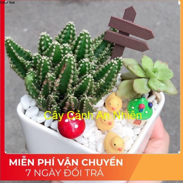 Chậu xương rồng tiểu cảnh