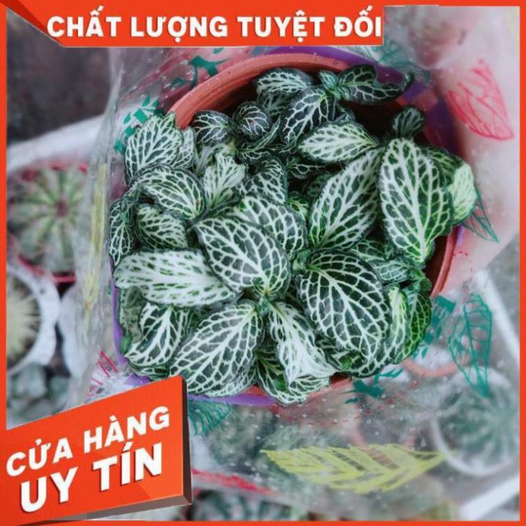 Lá cẩm nhung hay lá may mắn Nhiều Người Mua
