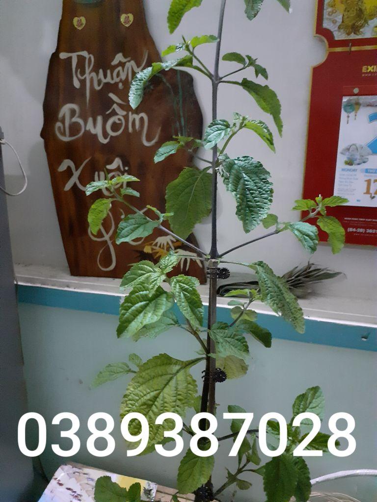 CHUẨN cây đuôi chuột cao 50cm,2 cây giống