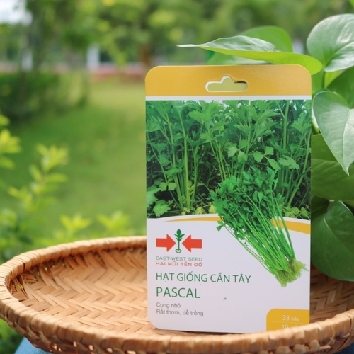 HẠT GIỐNG CẦN TÂY PASCAL CỦA EAST-WEST SEED (HAI MŨI TÊN ĐỎ)