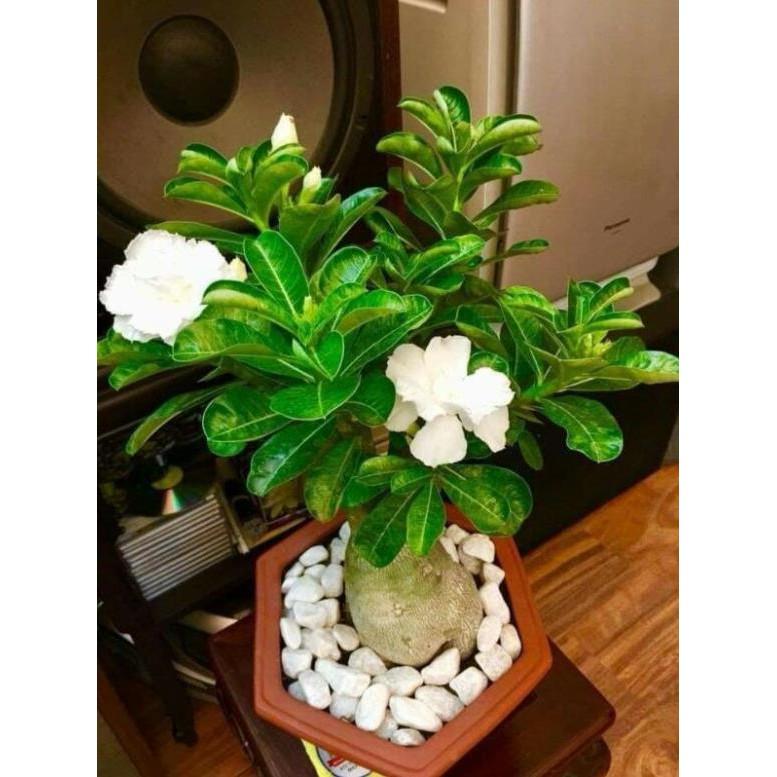 2 cây Giống sứ thái