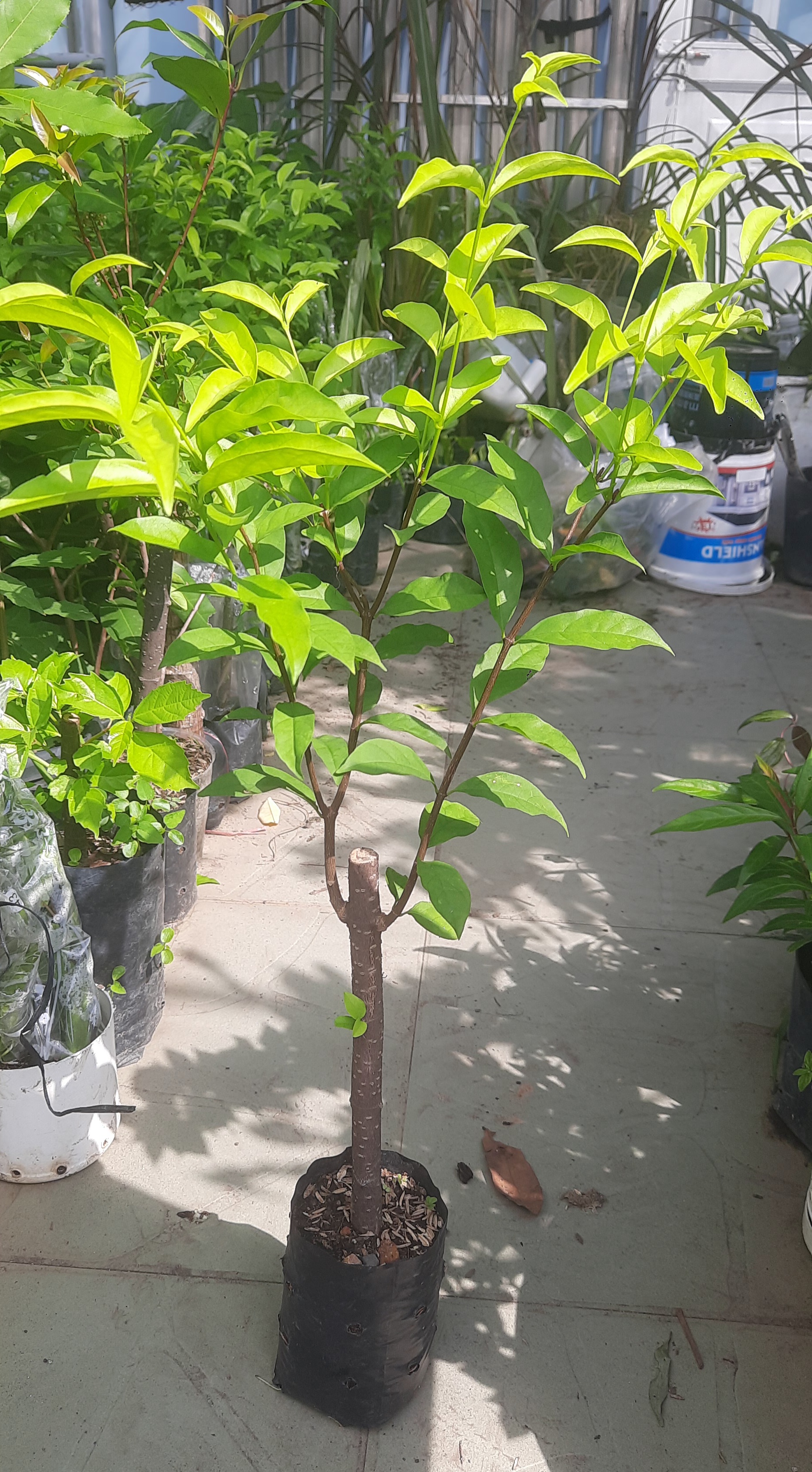 Cây mai chiếu thủy lá to, như hình