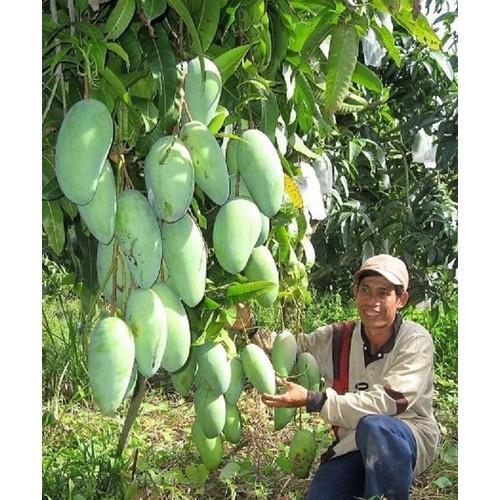 CÂY GIỐNG XOÀI ĐÀI LOAN