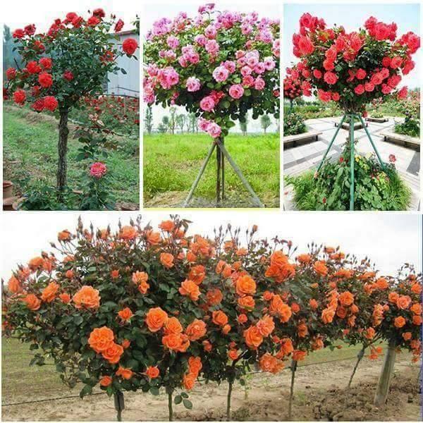Hạt giống hoa hồng thân gỗ mix màu ,hạt giống tốt-1 gói 20 hạt