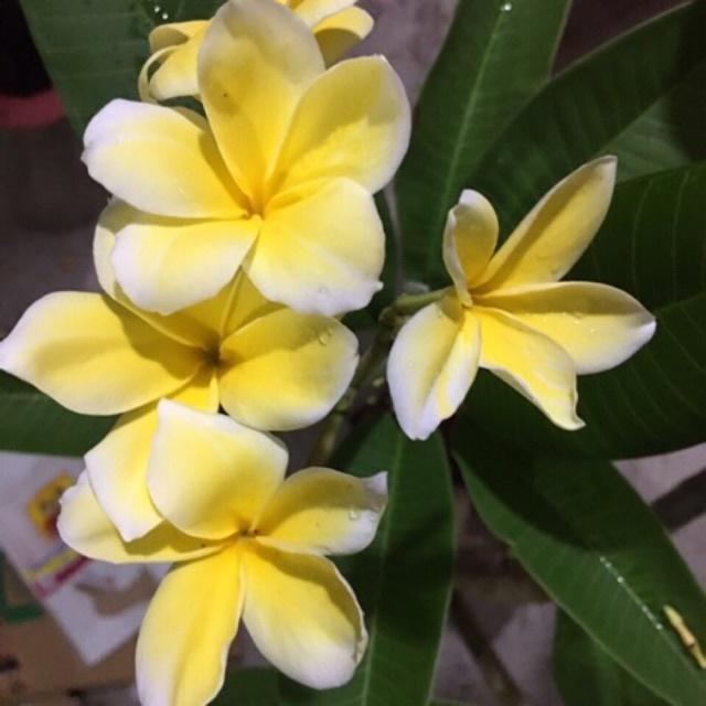 Cây giống hoa sứ đại vàng, hoa thơm đẹp