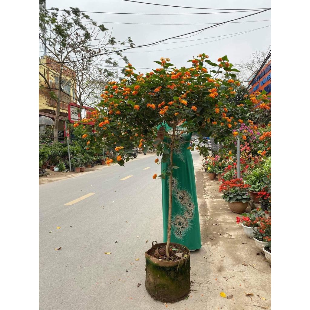 Cây Ngũ Sắc Dáng Tree Hoa Quanh Năm Siêu Đẹp 981SP