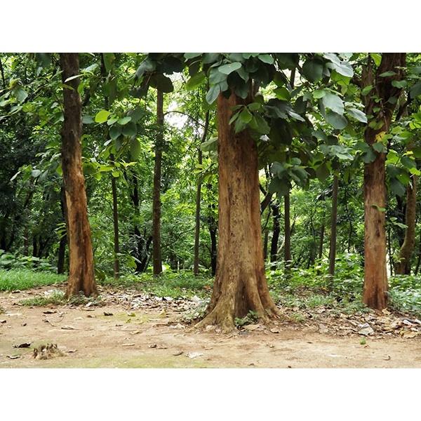 100 gram  HẠT GIỐNG CÂY HÔNG