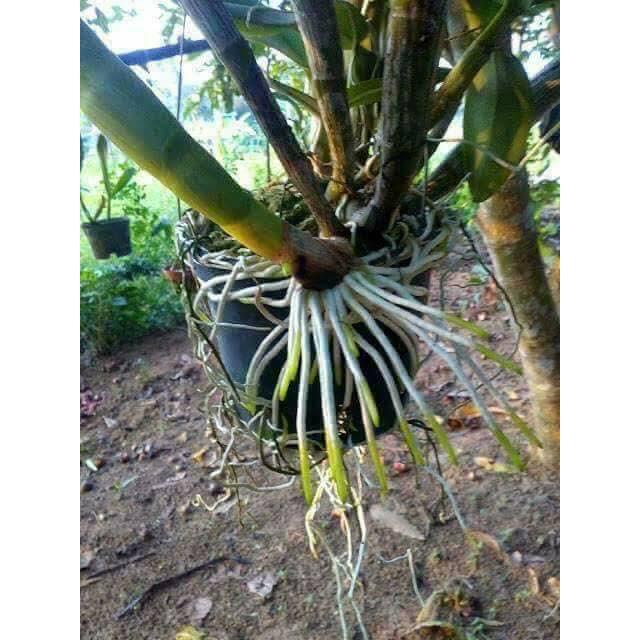 Rooting-powder dạng bột siêu kích rể từ Mỹ
