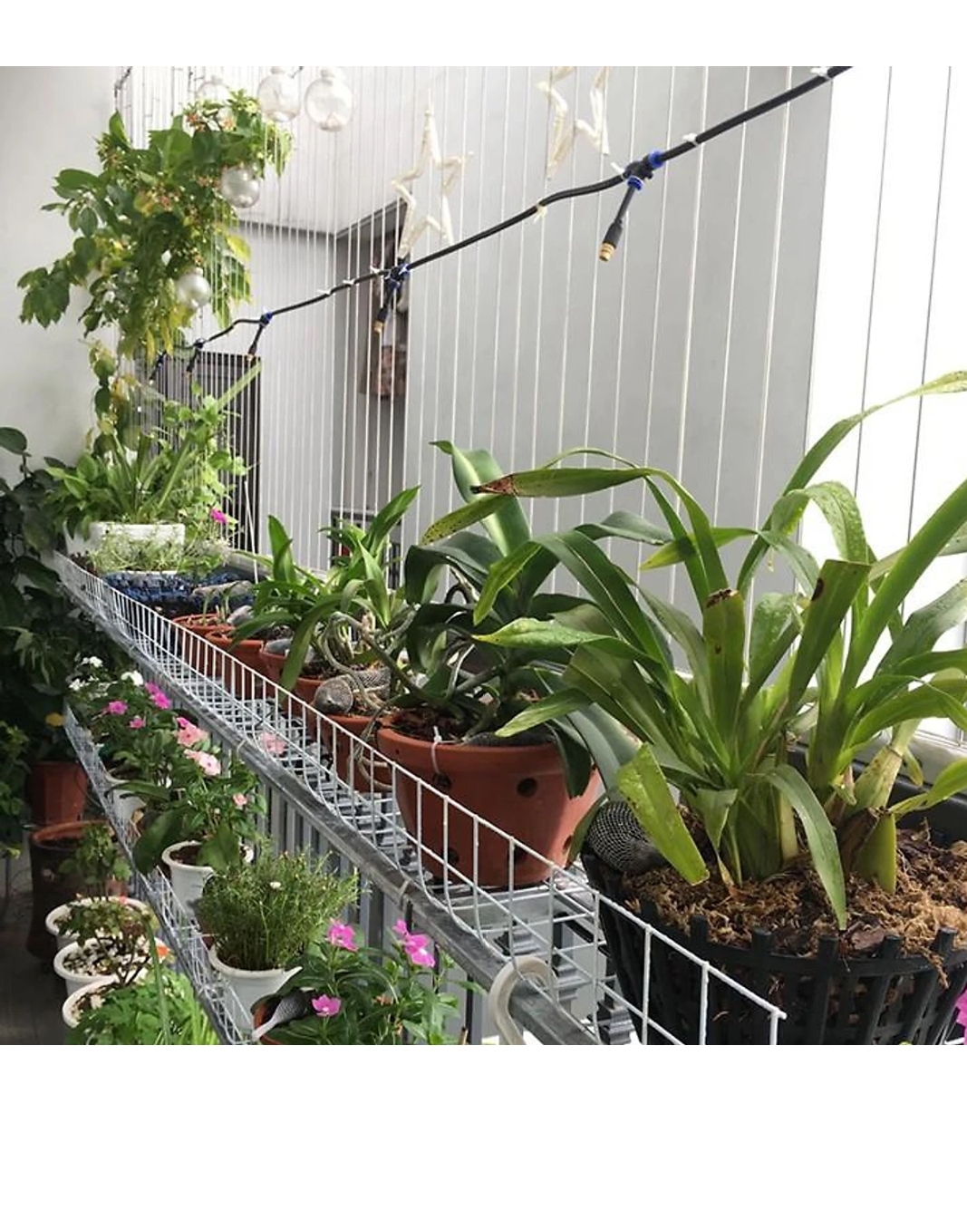 Máy phun sương 10 béc đồng 15m dây