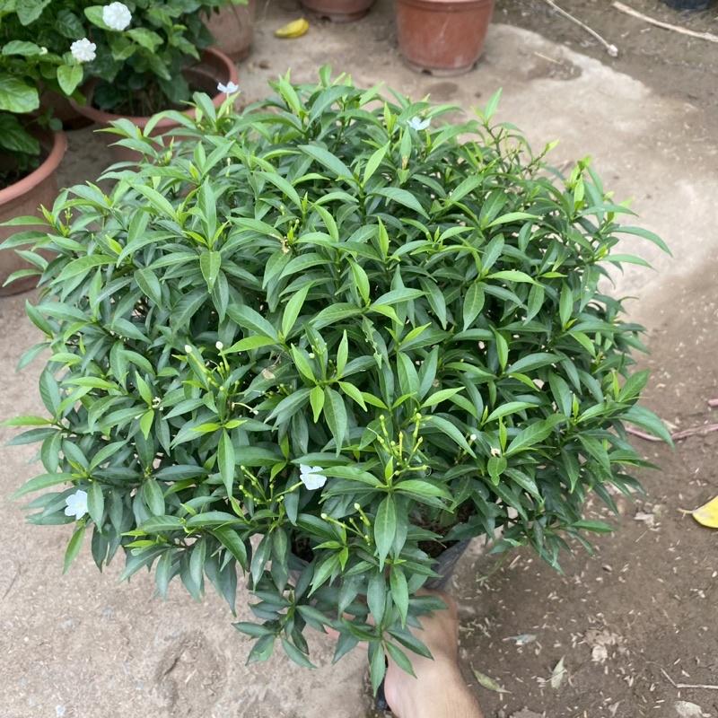 Cây mai vạn phúc trồng bầu đen cao 30-40cm tán tròn thích hợp trồng ban công sân vườn