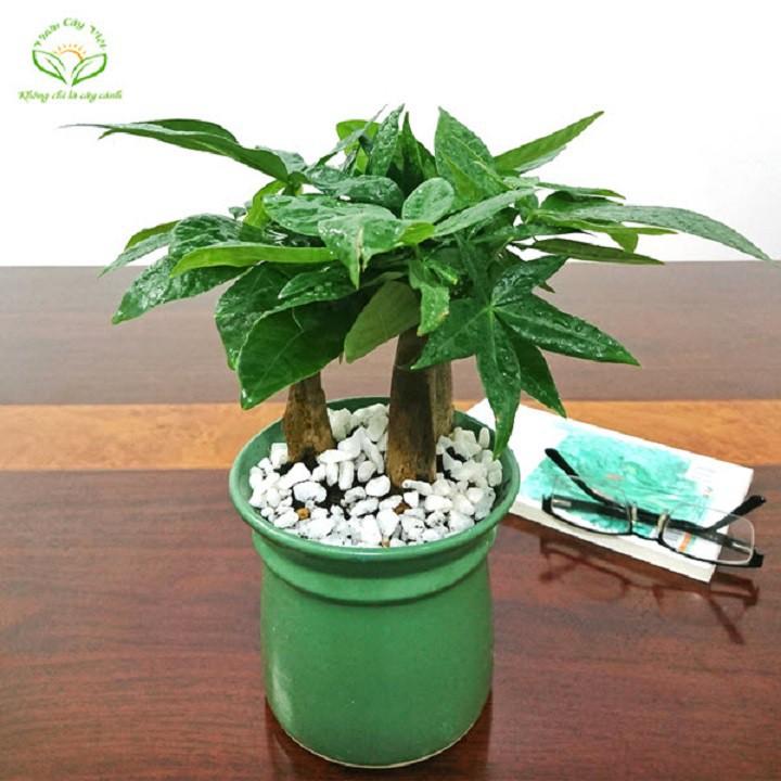 Cây kim ngân cổ tròn