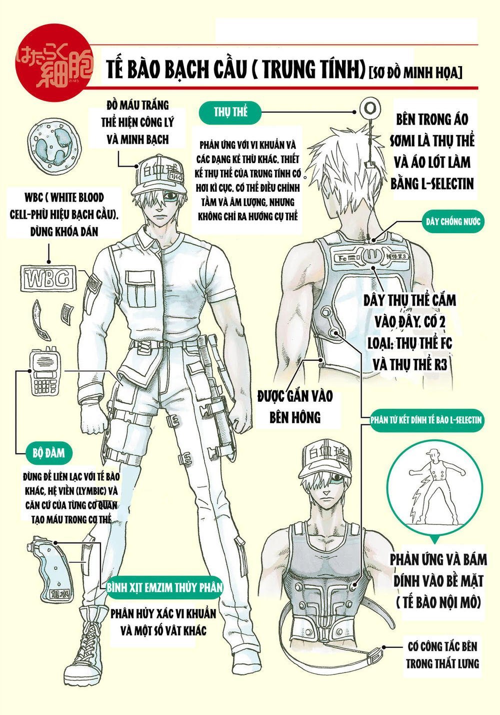 hataraku saibou! chapter 14 33