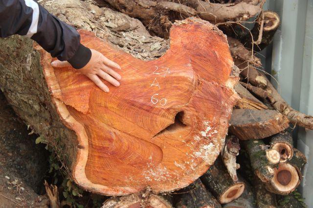 Cây giống sưa đỏ f1